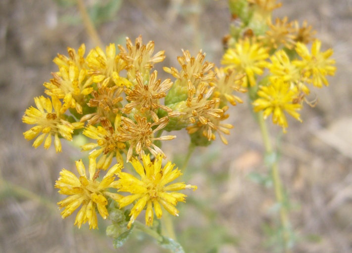 Alkali Goldenbush