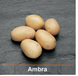 Ambra