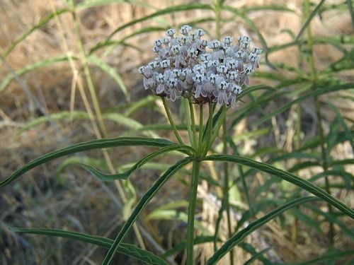 Narrow Leaf Milkweed