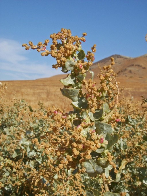 Quailbush
