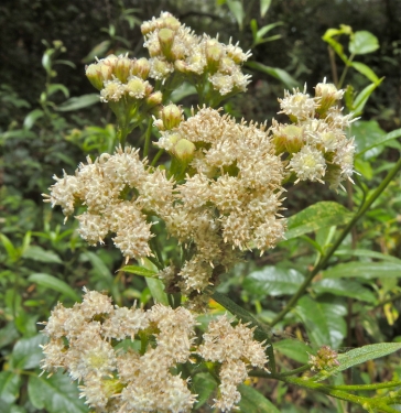 Saltmarsh Baccharis