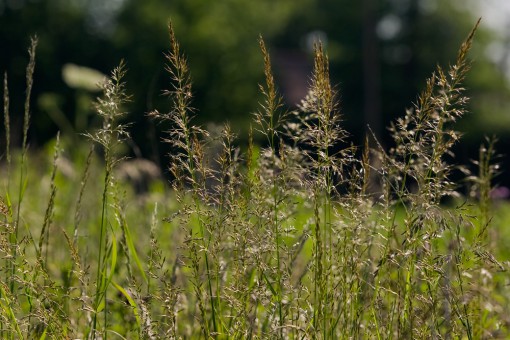 California hairgrass