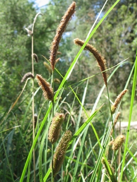 Valley Sedge