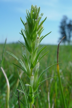 Valley Tassels