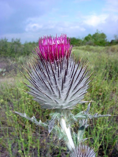 Cobweb Thistle