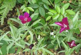 Purple Clarkia