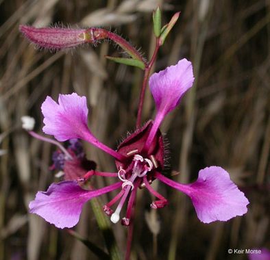 Elegant Clarkia