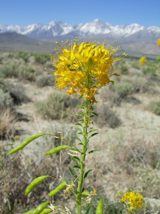 Yellow Spiderflower