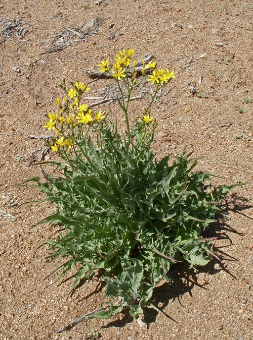 Tapertip Hawksbeard