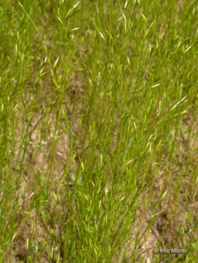 Annual Hair Grass