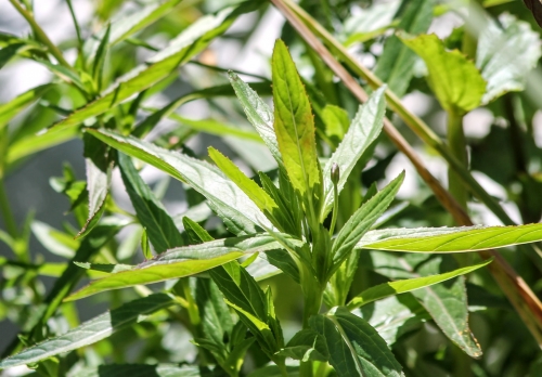 Northern Willow Herb
