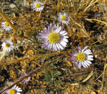 Leafy Fleabane