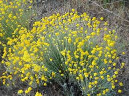 Golden Yarrow