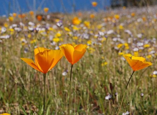 Tufted Poppy