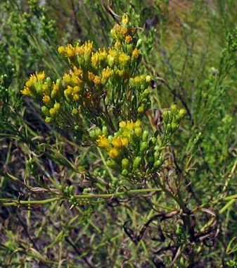 Western Goldentop