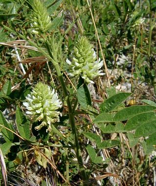 Wild Licorice