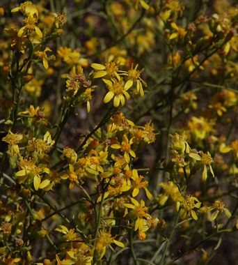 California Matchweed
