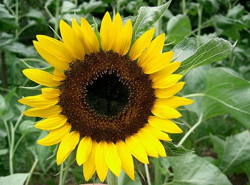 Sunflower