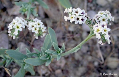 Seaside Heliotrope