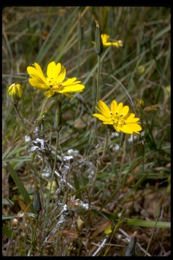 Hayfield Tarweed (lutescens)