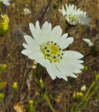 Hayfield Tarweed (luzulifolia)