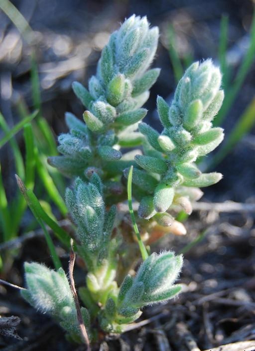 Mojave Red Sage 