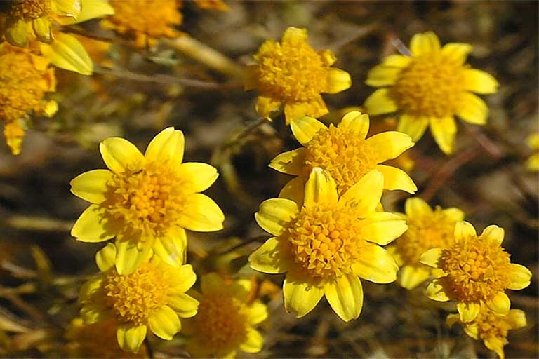 California Goldfields 
