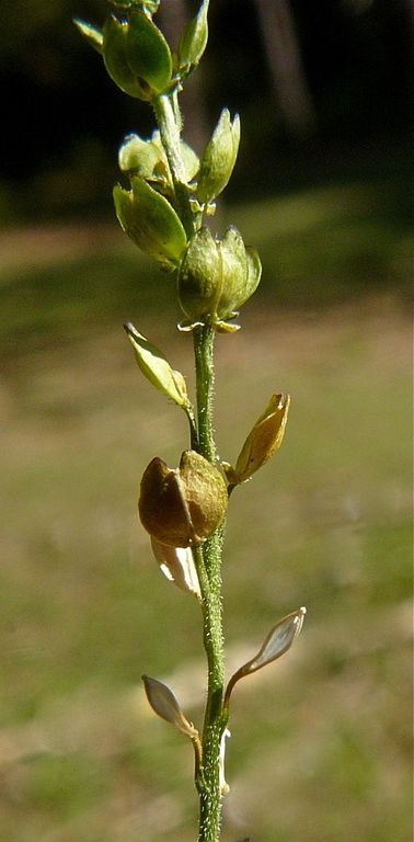 Alkali Pepperweed