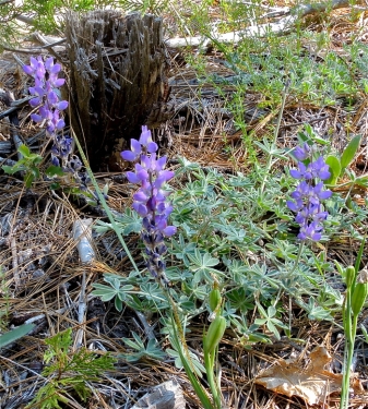Silver Lupine