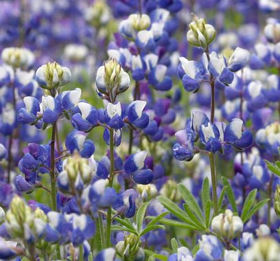 Miniature Lupine