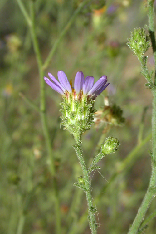Hoary Tansyaster