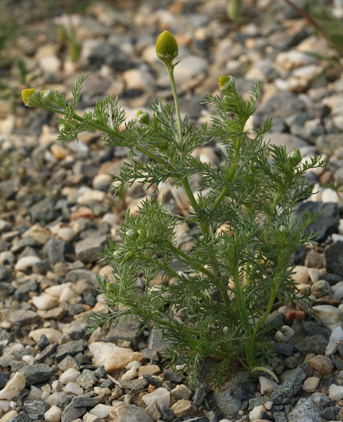 Pineapple Weed