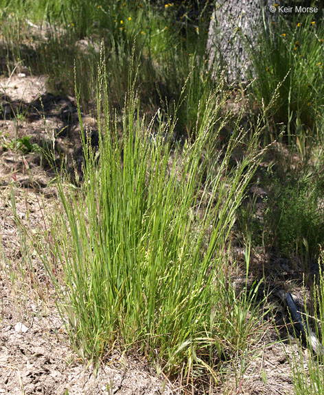 Small Flowered Melica