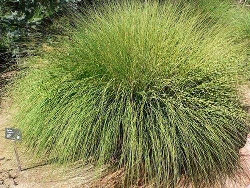 Small Flowered Needlegrass