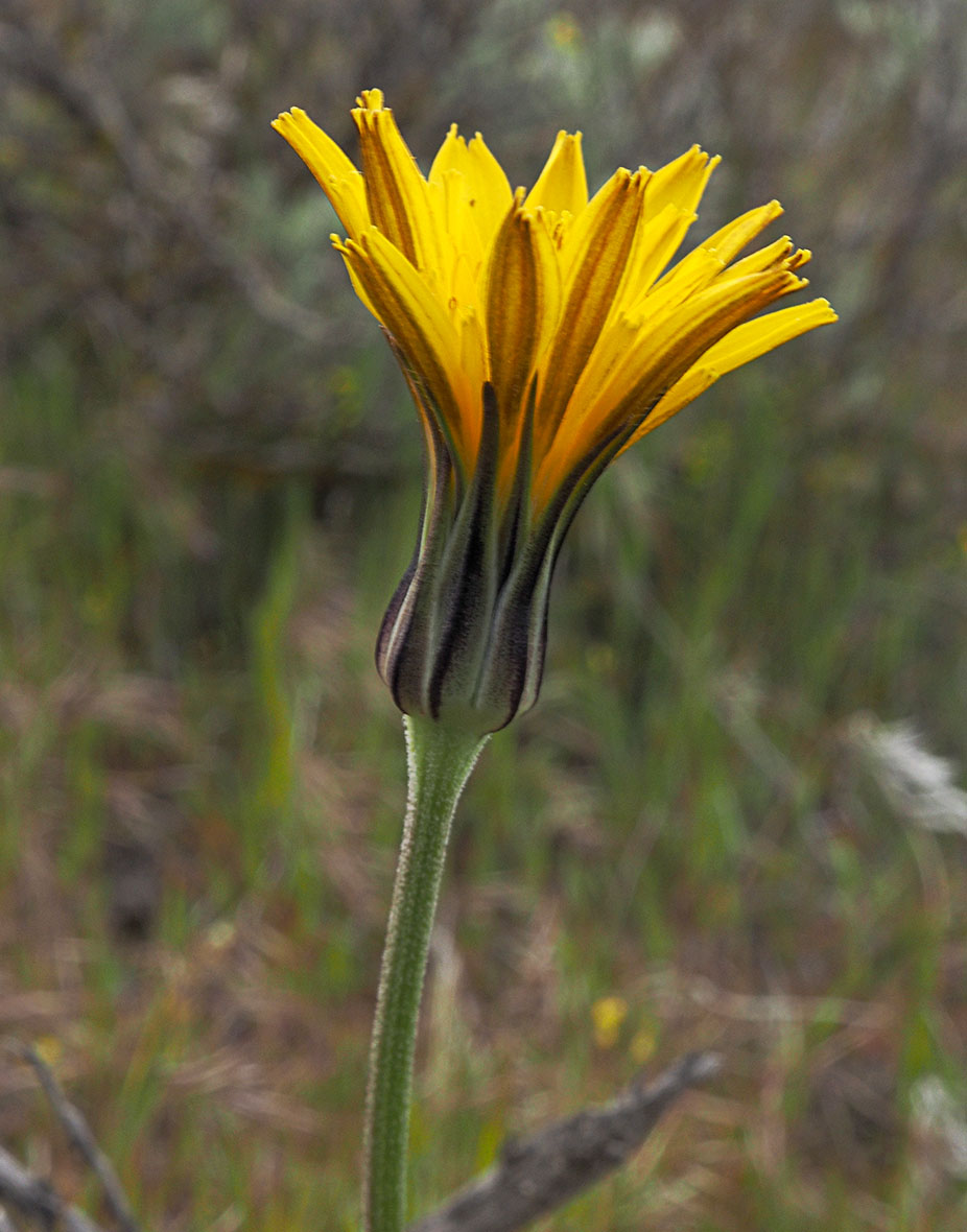 Sagebrush False Dandelion