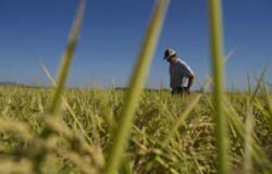 Timothy inspecting rice