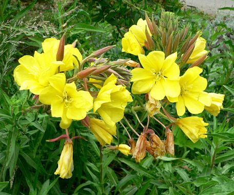 Hooker's Evening Primrose