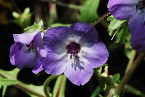 Blue Fiestaflower