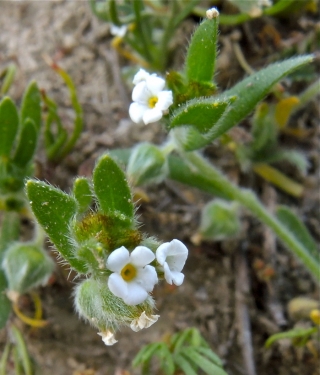 Valley Popcornflower