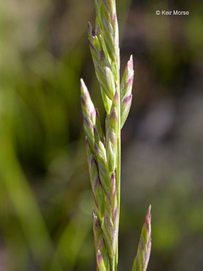 One Sided Blue Grass