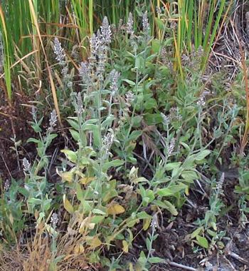 White Hedge Nettle