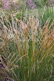 Foothill Needlegrass