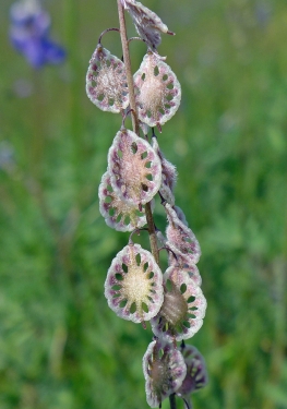 Hairy Lacepod