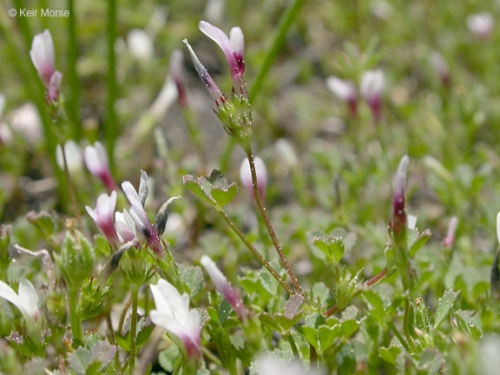 Whitetip Clover