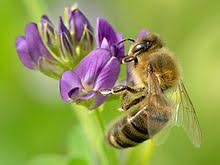 alfalfa flower with bee