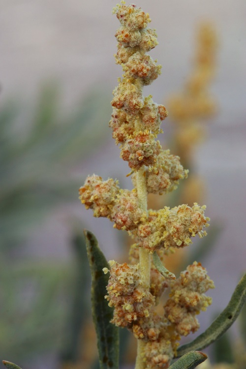 Allscale Saltbush