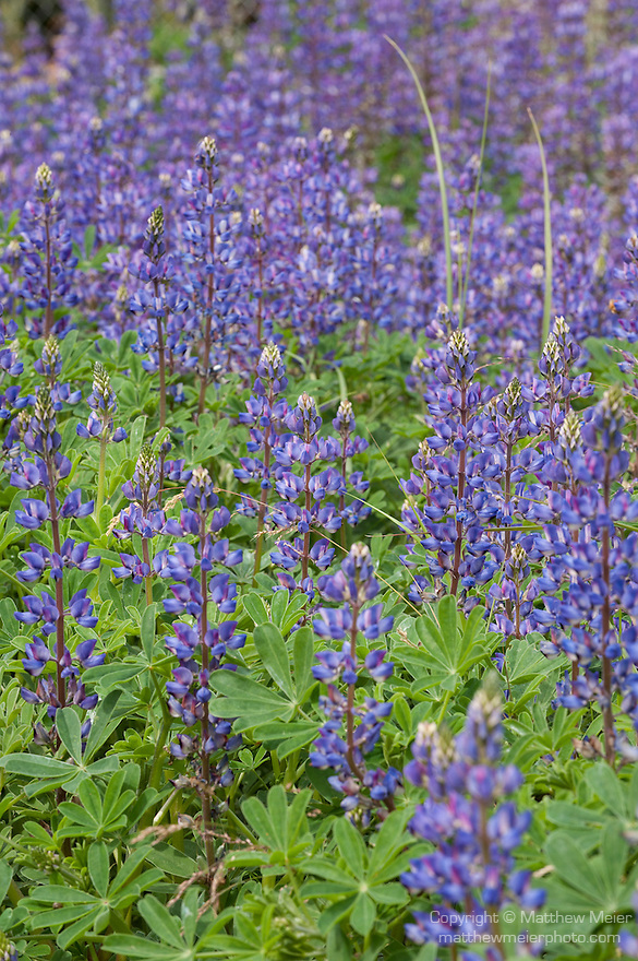 arizona lupine