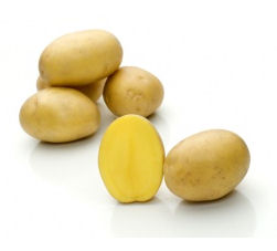 Belmonda