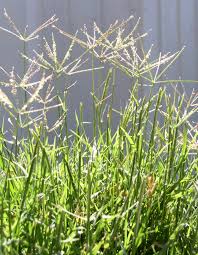 bermudagrass