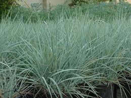 blue wild rye
